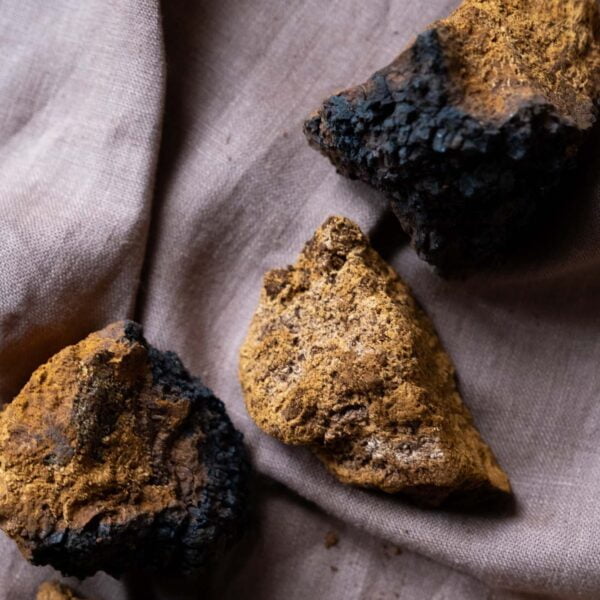 Wild Chaga extract 2