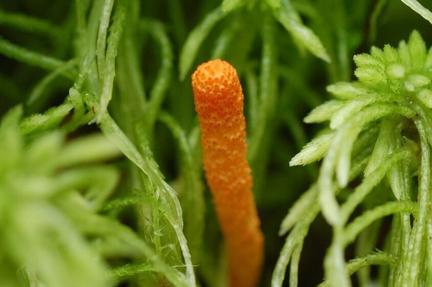 cordyceps give you a natural energy boost