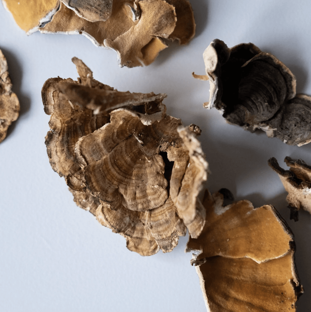 Turkey Tail supports gut health, boosts immunity, and offers antioxidant protection.