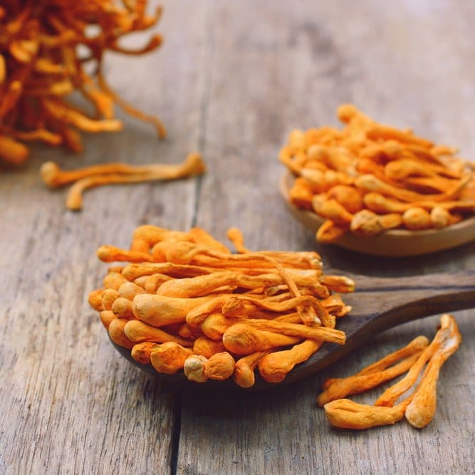 cordyceps
