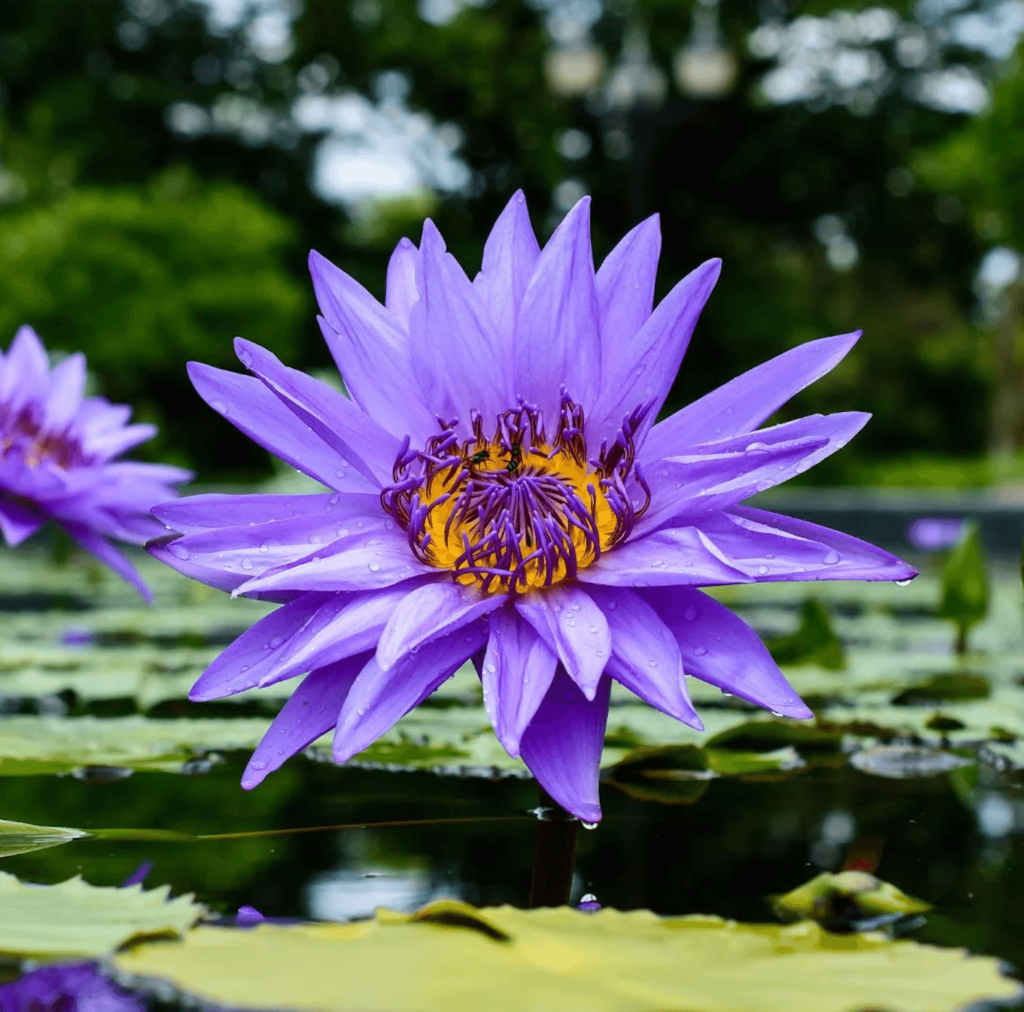 Amazing Sleep tincture with Blue Lotus for better rest and relaxation.