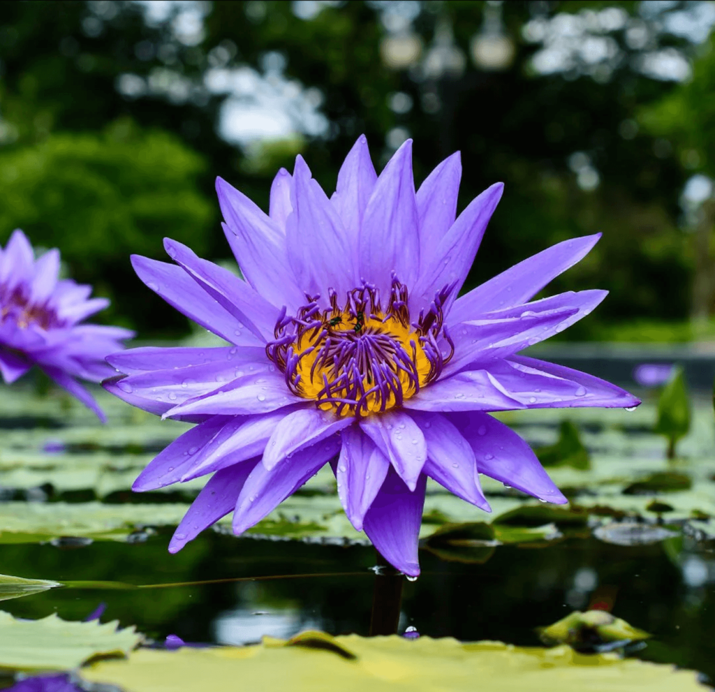 Amazing Sleep tincture with Blue Lotus for better rest and relaxation.