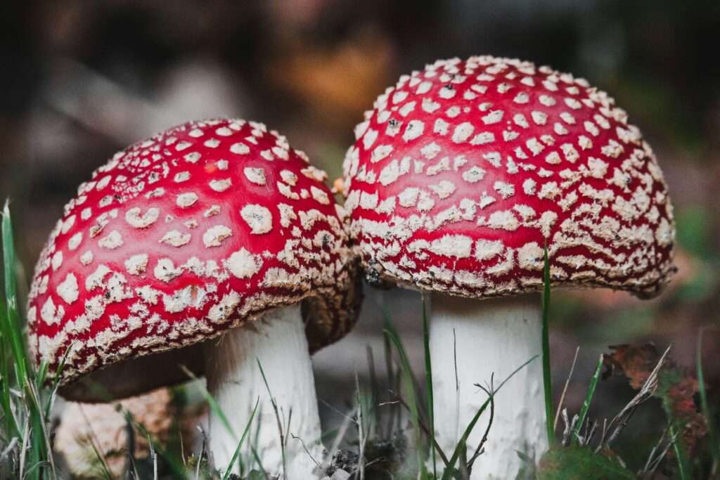 amanita muscaria mushrooms