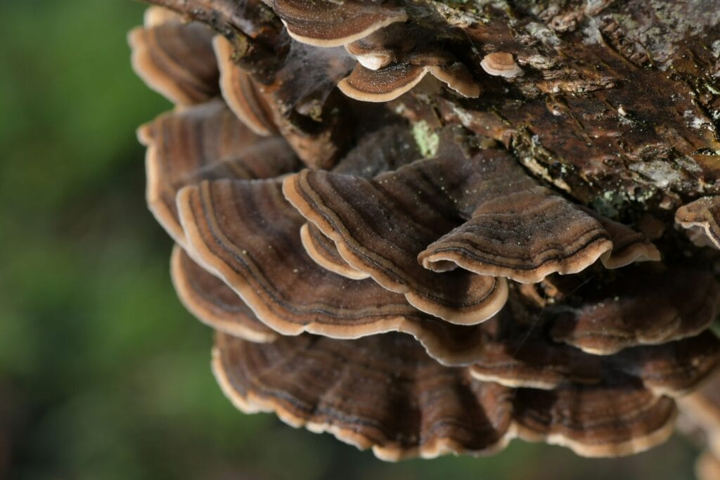 Turkey Tail supports gut health, boosts immunity, and offers antioxidant protection.