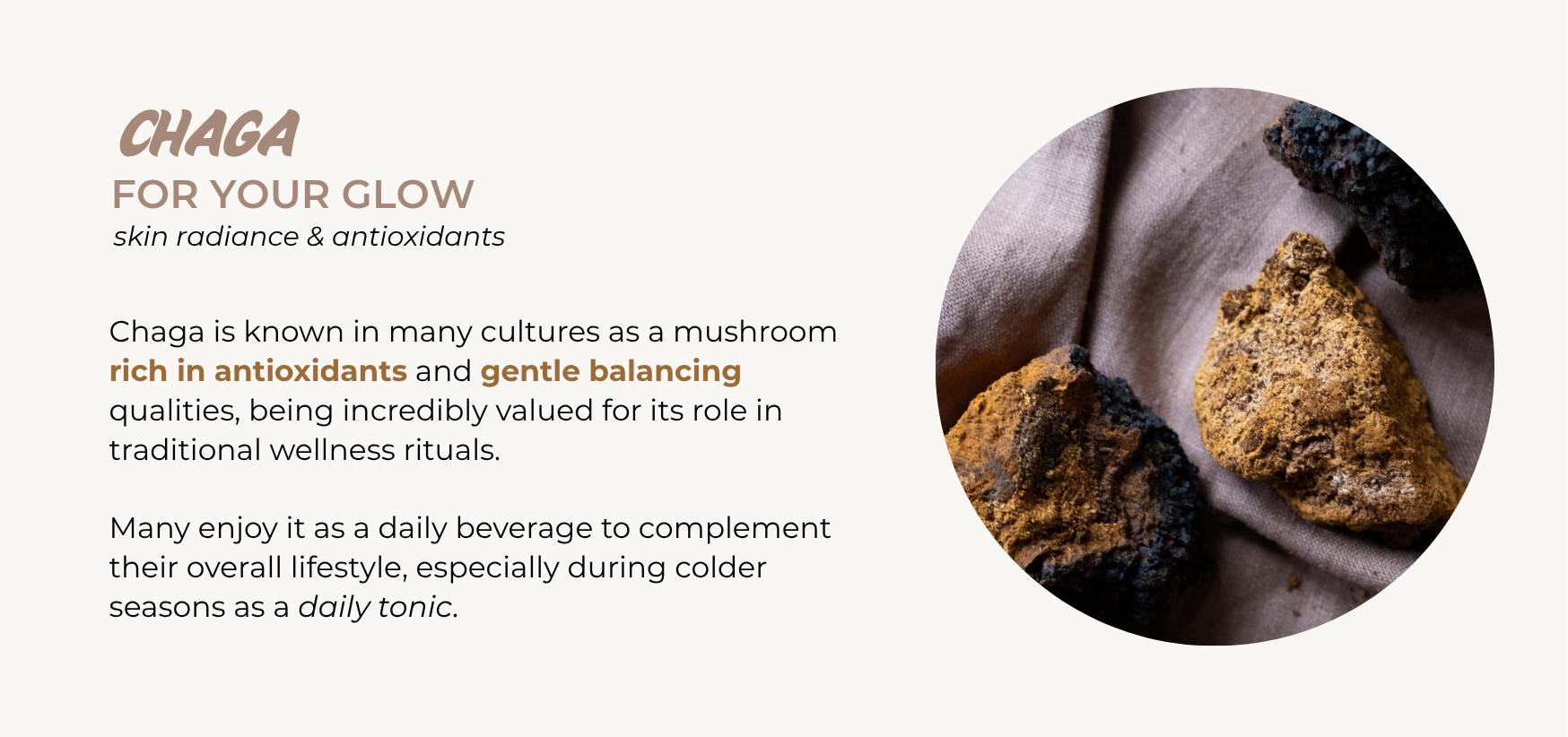Functional Mushrooms: here described, Chaga with a picture & text