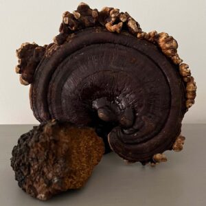 Reishi en Chaga mushrooms en paddenstoelen kopen