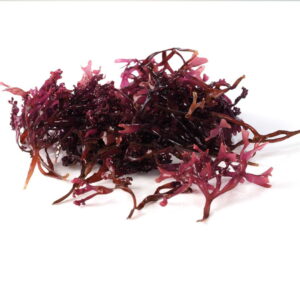 Chondrus crispus in het Spike Shield extract voor het spike-eiwit en vaccinaties