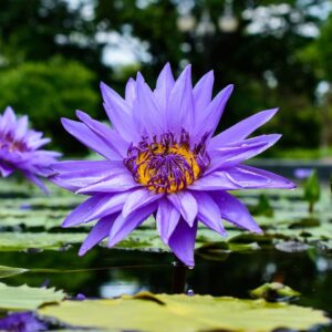 Blauwe lotus (blue lotus) extract om goed te kunnen slapen