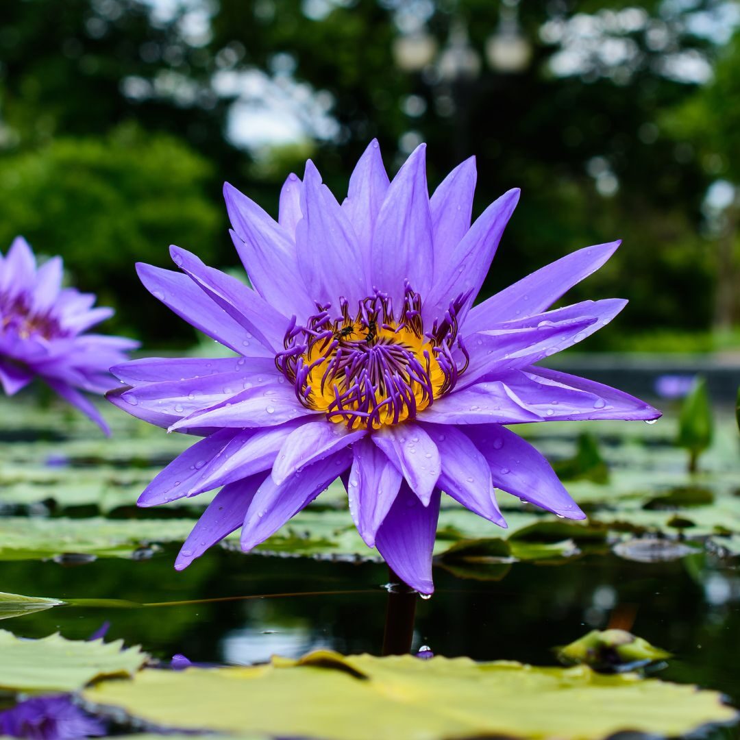 Blauwe lotus (blue lotus) extract om goed te kunnen slapen