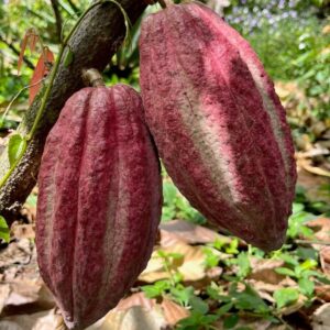 Cacao beans from Nicaragua