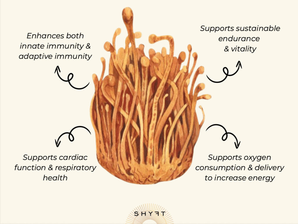 Voordelen van cordyceps militaris op longen, fysiek herstel, energie en zuurstofopname