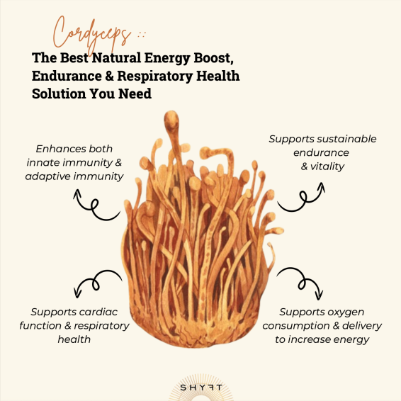 cordyceps benefits